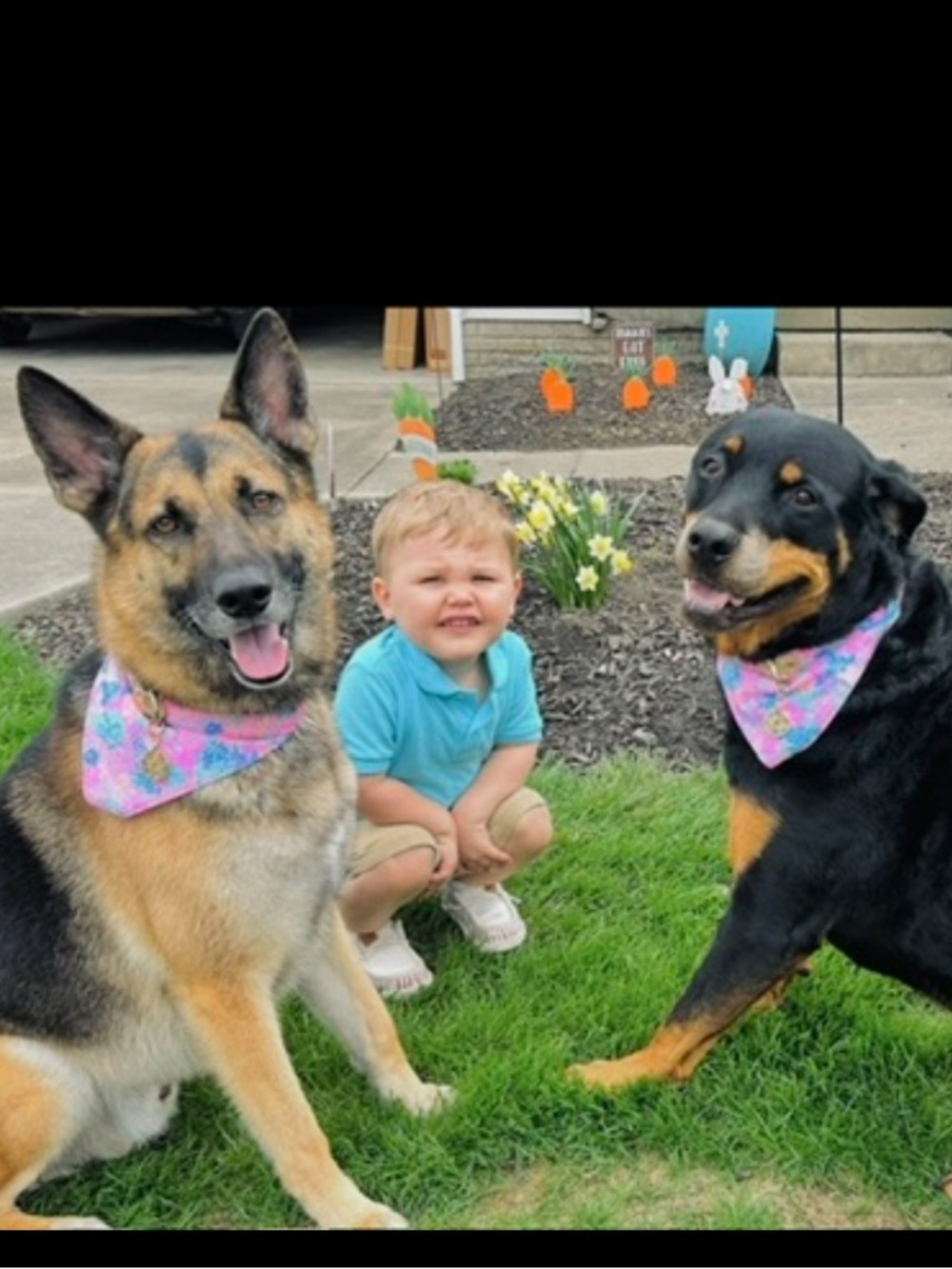 Lilly Pulitzer splendor in the sand dog bandana collars